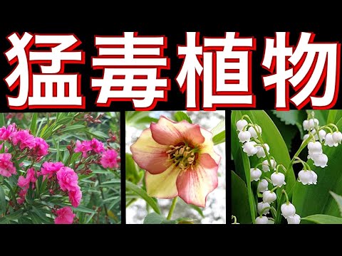シャクナゲには本当に毒があるのでしょうか? 植物