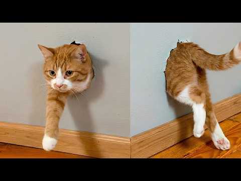 Get a Cat They Said, Life’s Never Boring 🤣 Funny Cat Videos 2025