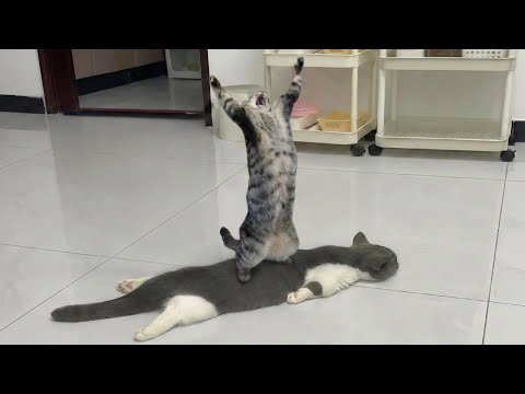 La vie n'est jamais ennuyeuse 🤣 funny cat videos 2025