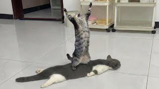 La vie n'est jamais ennuyeuse 🤣 funny cat videos 2025