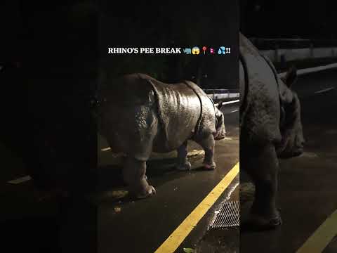 RHINO'S PEE BREAK 🦏💦😱📍🇳🇵!! #youtubeshorts #ytshorts #shorts #shortvideo #viral #viralvideo #nepal !!