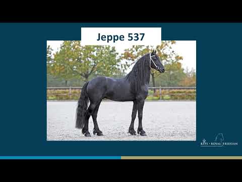 Jeppe 537
