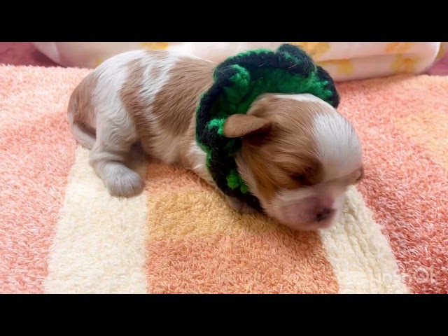 (子犬) 犬種：キング・チャールズ・スパニエル 女の子 ブリーダー (株)ドッグファーム比企 k3254の画像