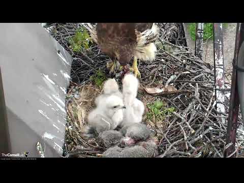 Windy Morning Breakfast For Red-tailed Hawks – May 9, 2019