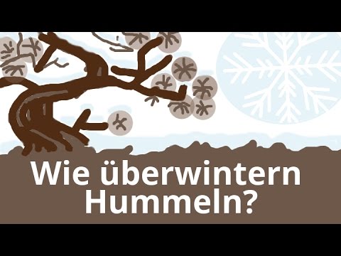 Wie überwintern Hummeln?