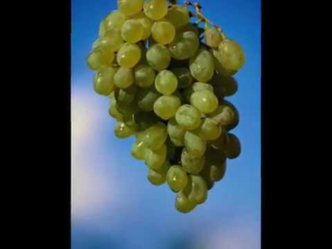 Surah Al-abasa -  Namrštio se ! (bosanski prevod)