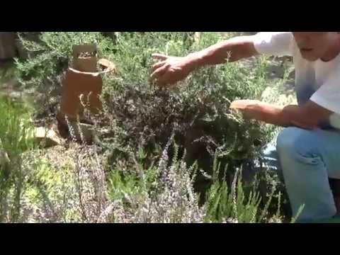 ローズマリー 多年草 手入れが必要 時々剪定を楽しむ