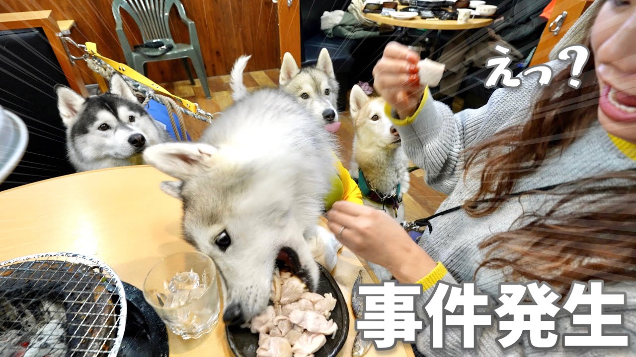 【衝撃】ハスキー犬と焼肉屋さんに来たらとんでもない事件が起きたww w 【シベリアンハスキー】