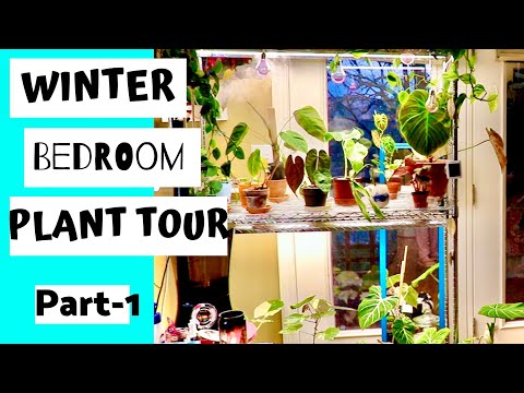 Houseplant Tour Winter 2019 Bedroom Edition Part 1