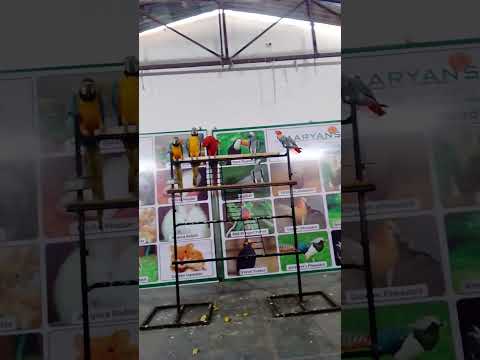 kids carnival # best experience to see birds and animals # shorts #😊🥰