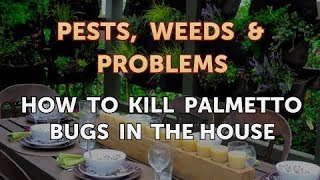 How to Kill Palmetto Bugs in the House