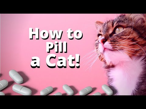 How to Pill a Cat the Easy Way!