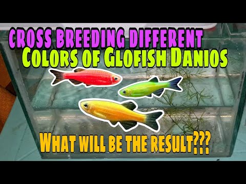 Cross Breeding 3 Different BEAUTIFUL colors of Glow Fish Danios | What will be the RESULT??