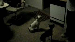 preview picture of video 'white boston terrier rosco'