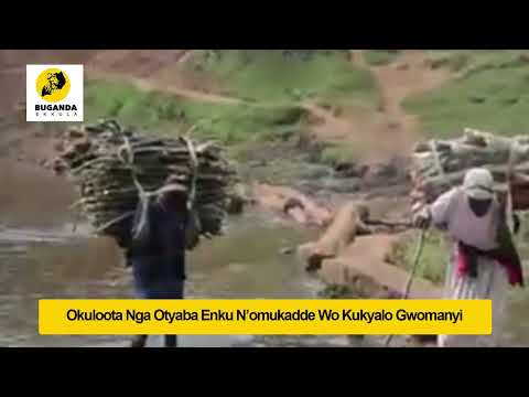 okuloota nga otyaba enku nomukadde wokukyalo gwomanyi - Ebirooto Namakulu Gaabyo - Buganda Ekkula