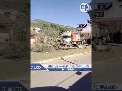 Árbol cae y bloquea la avenida Circunvalación en Vallegrande
