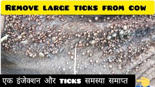 best medicine for cow ticks ! cow ticks removal #trending