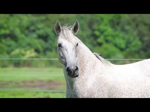 Lote 27 LUA DE MEL DO RECANTO CRIOULO