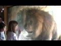 Lion attacks a girl Лев нападает на девочку :) 