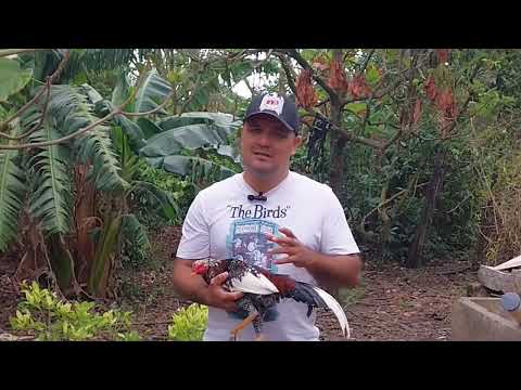 como tratar la ronquera en nuestros gallos 🐓