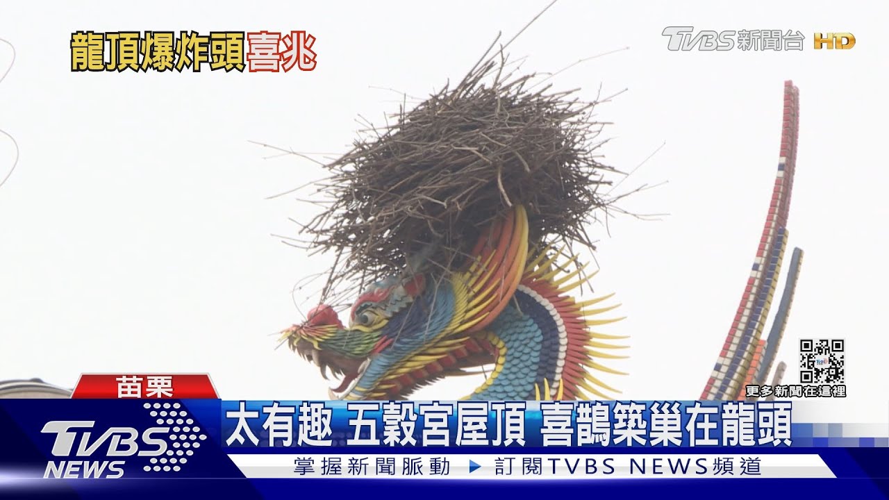 龍燙了一個「鳥巢頭」 髮型設計師「喜鵲」