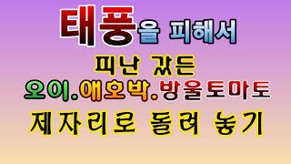 [텃밭농부.746]  태풍을 피했든 넝쿨성작물 복귀시키기! 오이.애호박.방울토마토