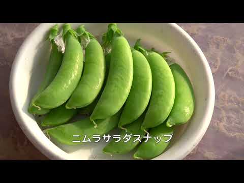 園芸 ほろ苦いナス科