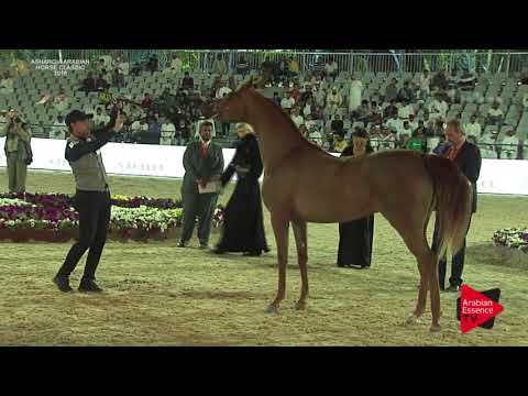 N.160 JOOD AL ULIA - Asharqia Classic 2018 - Fillies 3 years old (Class 4B)