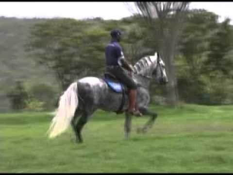 Haras Lumiar - 07 CAMPO ALEGRE DO LUMIAR