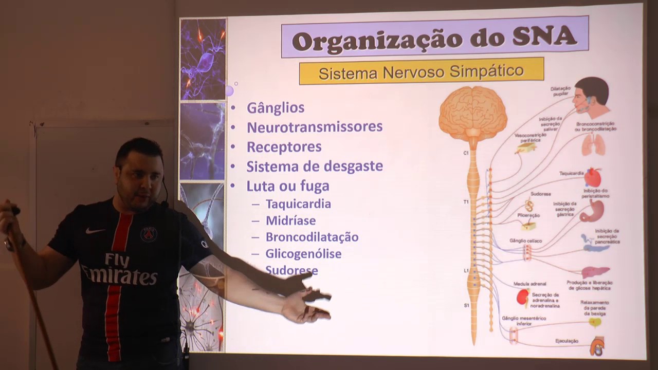 Sistema Nervoso Autônomo - Considerações fisiológicas de suas ações.