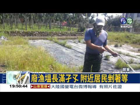 聞蚊色變! 廢漁塭卻在養蚊子