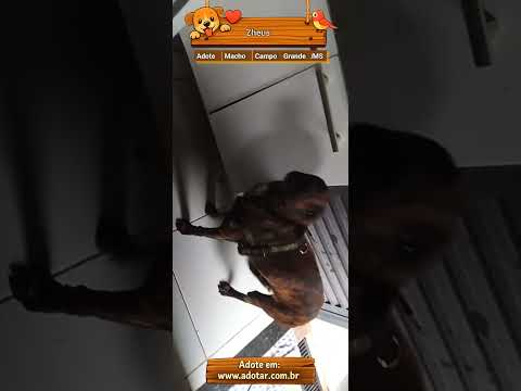 Vídeo de Zheus 
