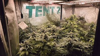 Grow Tent 2 - 8 Strains Update - Vote for Best - General Hydroponics, Spider Farmer, AC Infinity