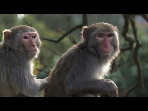 Hong Kong kicks off Year of Monkey, but primate relations sour