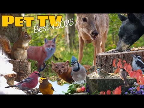 Best of 2025: A Year in Nature 😻 12 Hour Compilation of Nature for Cats, Dogs, & People (NO LOOPING)