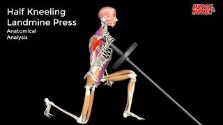 Half Kneeling Landmine Press | Watch all active muscles