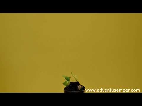 White  Beans Growing Time Lapse 43 days🌱 #growth #timelapse #beans   #4k #adventussemper #vegetables