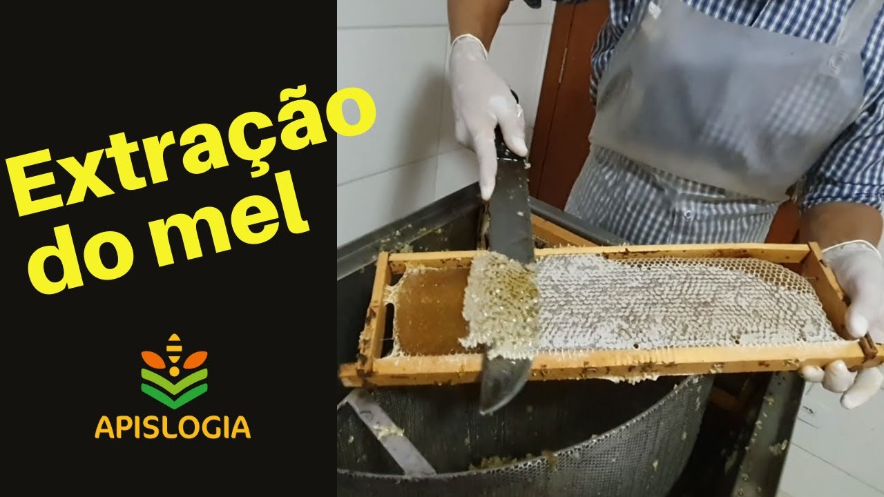 Extração e beneficiamento de MEL 2021 | Apislogia
