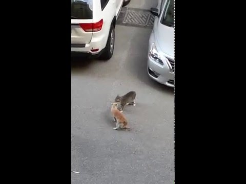 Cats fighting (funny)