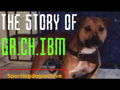 MALIK'S GR.CH. IBM: A short story #dogtalk #gamedog #sportingdogs #doghistory  #dog #apbthistory