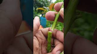 Download lagu How to graft avocado seedlings #grafting #avocadografting #keludalvocado #shortfeed #youtube mp3