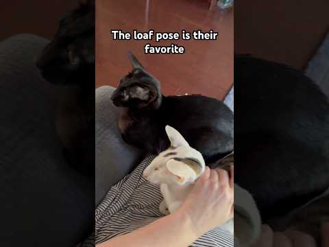 Keeping an eye out for Rikki #cat #catshorts #orientalshorthair #catloaf