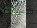 Ular Kepala Manusia Di Papua