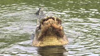 Gator Mating Call