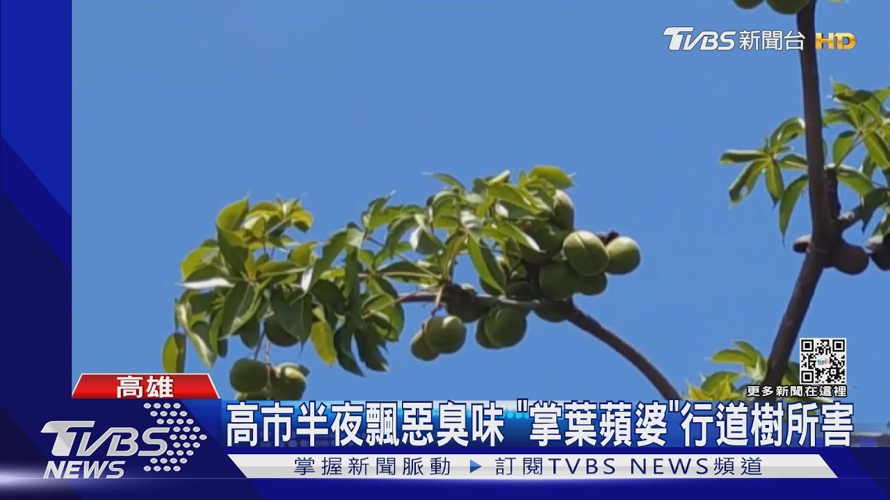 高雄半夜飄豬屎臭味！ 10件跨區報案　元凶原來是掌葉蘋婆