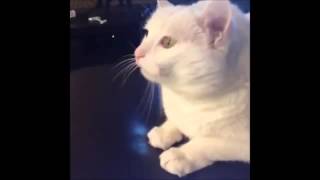 Gatos locos y tontos