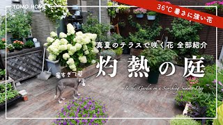 [End of July] Flowers blooming despite the heat and tips for maintenance - Terrace Garden Tour [A...