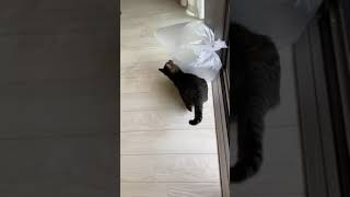 猫のふくちゃんがビニールで遊ぶだけの動画