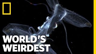 World's Weirdest - Neon Killers