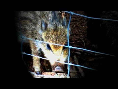 Master Theory - Wild Hog (Bar Divočák commercial)